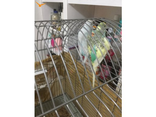 Bir cift takım muhabbet kuşu 2 defa 9 yavru alındı sağlıklı 