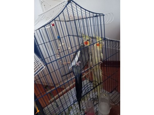 Çiçeği burnunda 