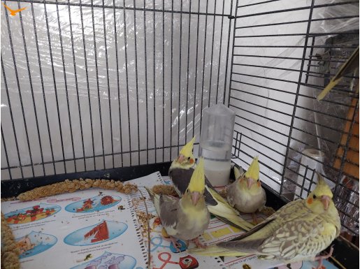 Yeni yeme düşmüş 4 adet papağan 