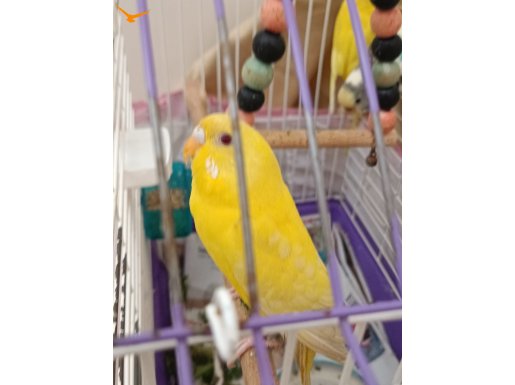 Birbirinden güzel tatlı kırmızı göz parçalı muhabbet kuşu 