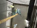 Eğitime konuşturmaya hazır bebek 
