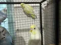 Eğitime konuşturmaya hazır bebek 