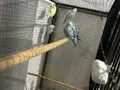 Eğitime konuşturmaya hazır bebek 