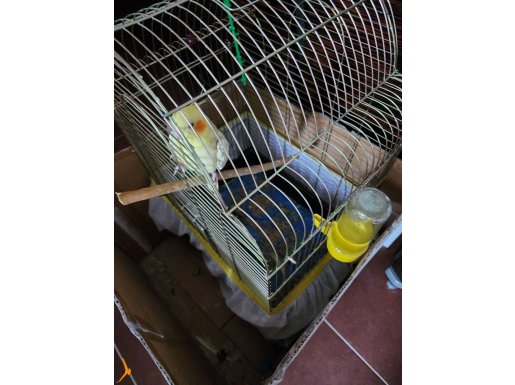 4 yaşında dişi adı Şerif