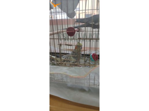 Sulta sarı zik zak siyah evcil konuşmayı biliyor