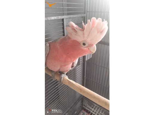 Galah Kakadu