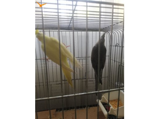 2 adet disi erkek sultan papağanı 3 ay 15  gunluik