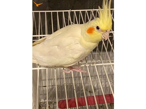 2 Yaşında Dişi Sultan Papağanı Limon