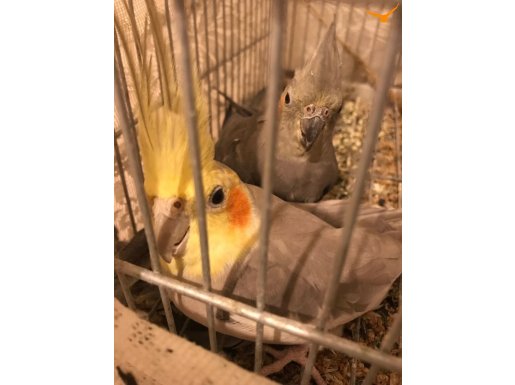 Üretim kafesiyle birlikte eşli 