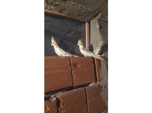 2 dışı 1 erkek 