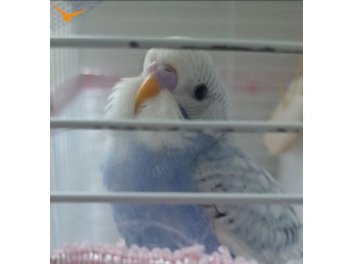 6 AYLIK ERKEK DAYANIKLI BİR KUŞ