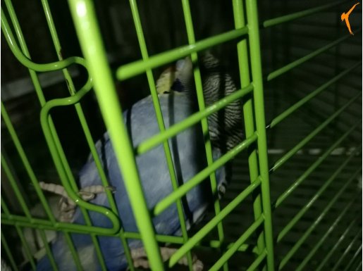 Dişi yavru muhabbet kuşu 