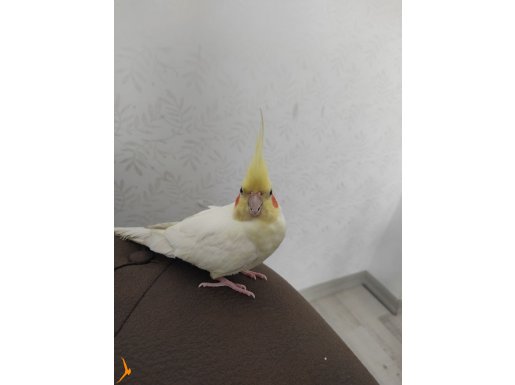 6-7 aylık erkek sultan papağanı 