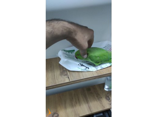 Parkistan papağanı 