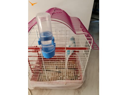 Erkek ve Dişi Çift Muhabbet Kuşu Kafesiyle