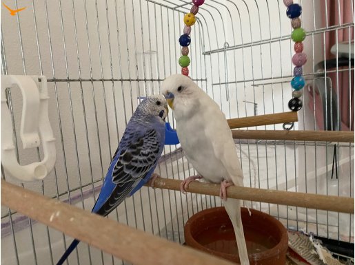 Albino ve Muhammet kuşu 