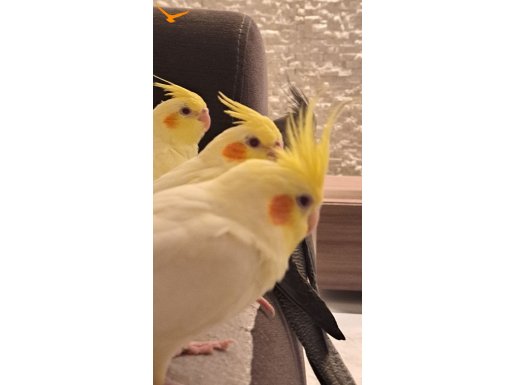 2 aylık lutino yavrular