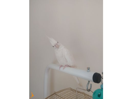 Albino Dişi sultan papağanı 