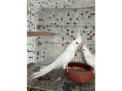 Albino yavru sultan papağanı