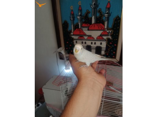 1 adet disi muhabbet kusu  yeme yeni dustu 1 ay10 gnluk