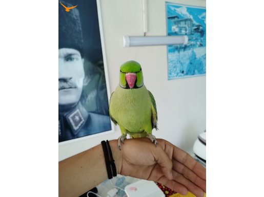 2 yaşında erkek evcil Pakistan papağanı 