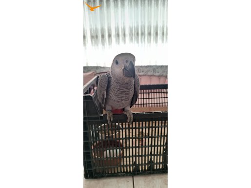 4 aylık kapalı bilezik kırmızı kuyruk yavru jako papağanı