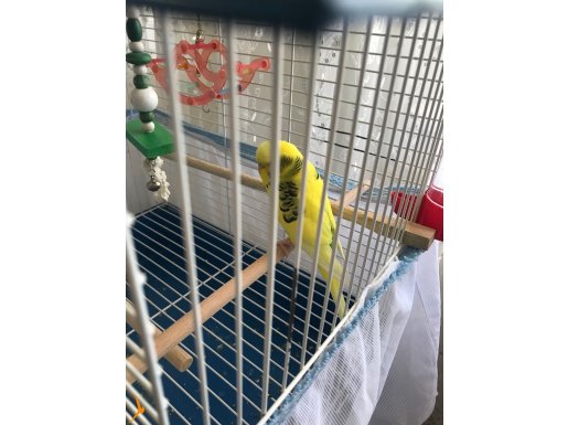 BÜLBÜL GİBİ KONUŞAN MUHABBET KUŞLARI HEMDE UCUZA