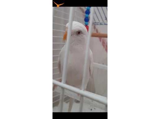 Tek kaldığı için satıyorum