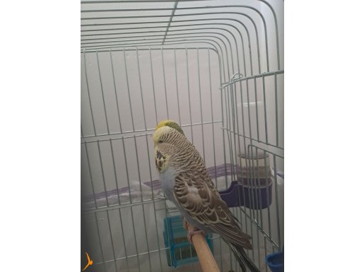 Jumbo muhabbet kuşu  yumurtlama üzere