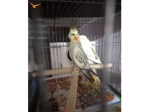 2 takım sultan papağanı 