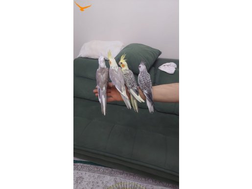 Sultan papağan yavrulari