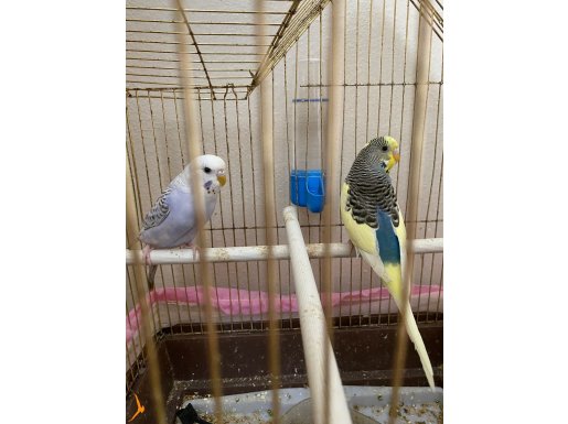 2 adet muhabbet kuşu kardeşler biri dişi bi erkek
