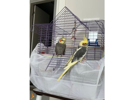 2 Yaşında Çift Sultan Papağanı