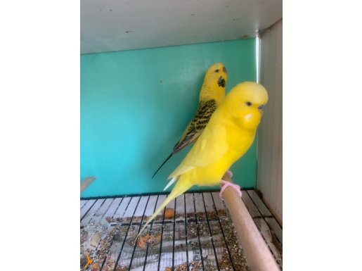 jumbo ,tepeli ,yavru kuşlar vardır 