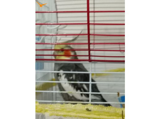 Zeki konuşkan papiş