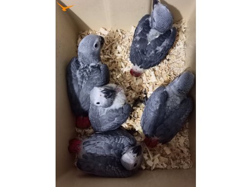 Yerli üretim yavru jago bebek 