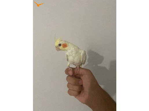 3 aylık erkek lutino sultan papağanı