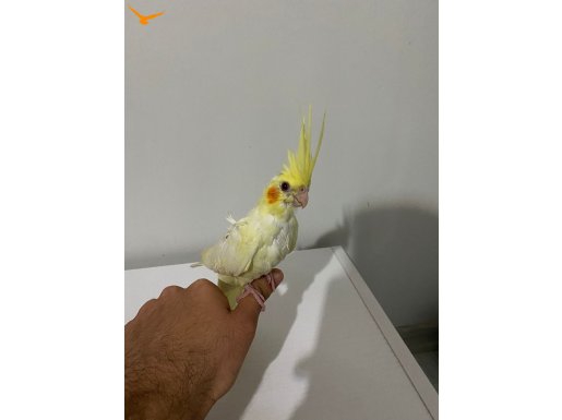 1.5 AYLIK ERKEK LUTİNO SULTAN PAPAĞANI