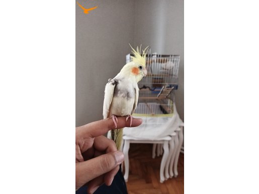 ISIRMAYAN ALIŞTIRMALIK YAVRULAR