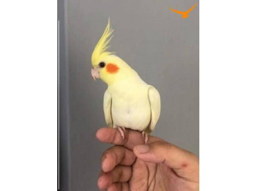 ALIŞTIRMALIK SULTAN PAPAĞANI