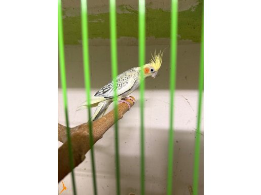 ALIŞTIRMALIK YAVRU SULTAN PAPAĞANI