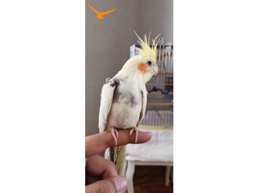 ALIŞTIRMALIK YAVRU SULTAN PAPAĞANI