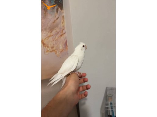 ALIŞTIRMALIK ISIRMAYAN YAVRU SULTAN