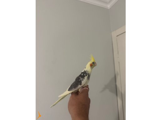 ALIŞTIRMALIK YAVRU SULTAN