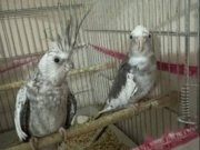 WİFİ DAMIZLIK YAVRU ALINMIŞ TAKIM