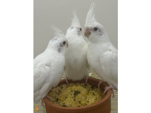 Sultan papağanı albino