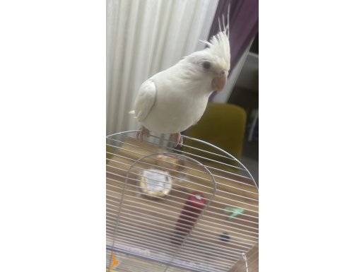 Albino sultan papağanı