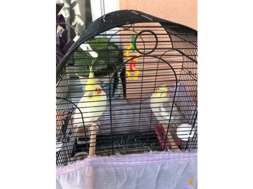 1 çift 3 yavru olmak üzere sultan papağanları