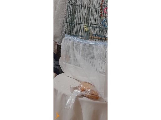 Show Jumbo Yavru 2 Aylık Erkek 