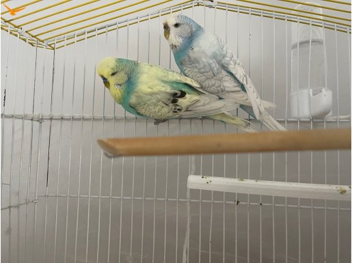 Toplam 6 adet 5 jumbo 1 adet çek 